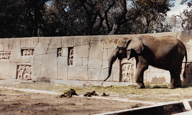 Sculptured Zoo Walls
